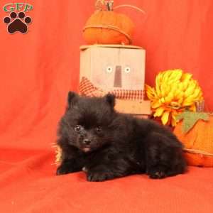 Isaac, Pomeranian Puppy